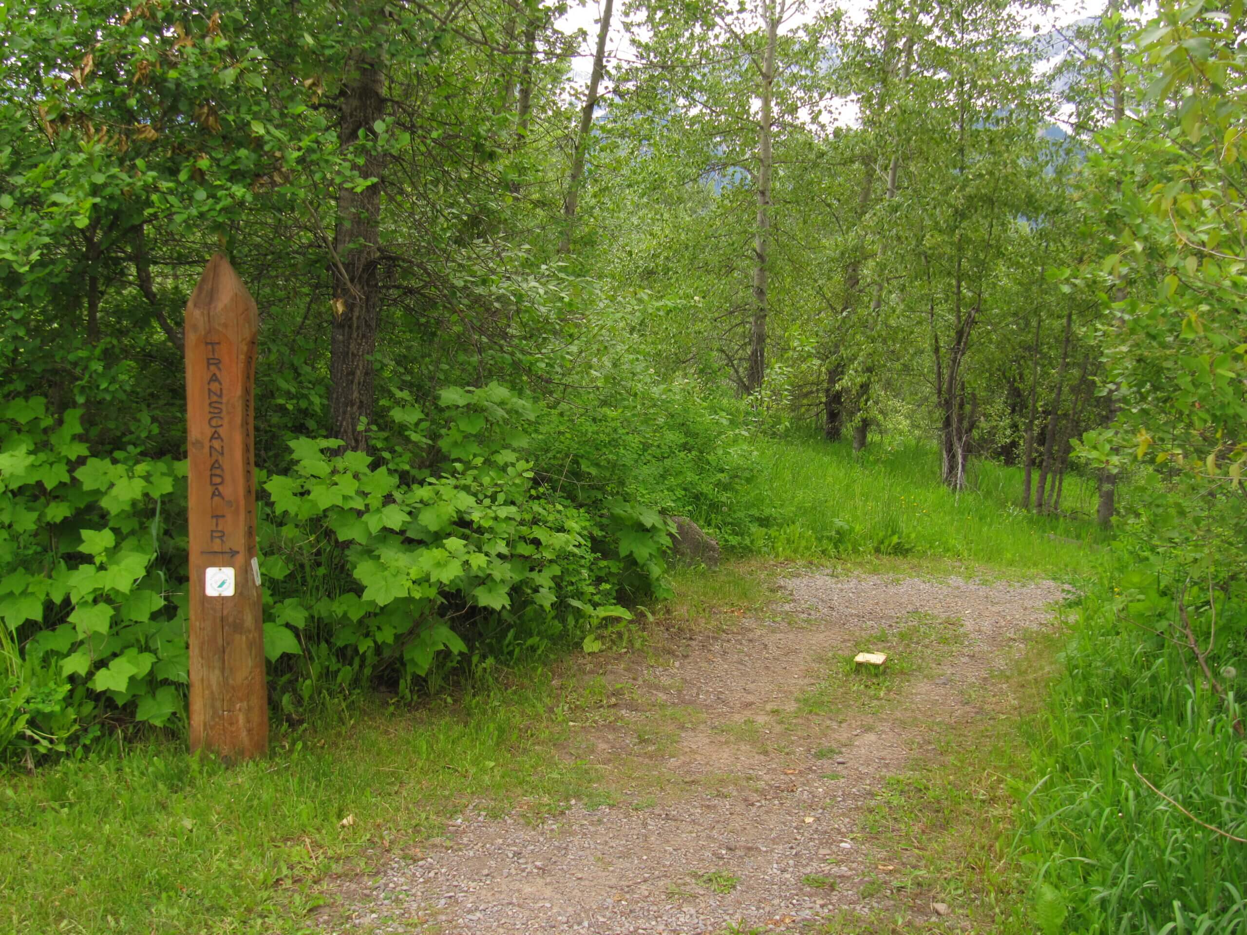Trans Canada Trail in the Sparwood Area: The Elk Valley Trail from Fernie to Elkford, 82 km