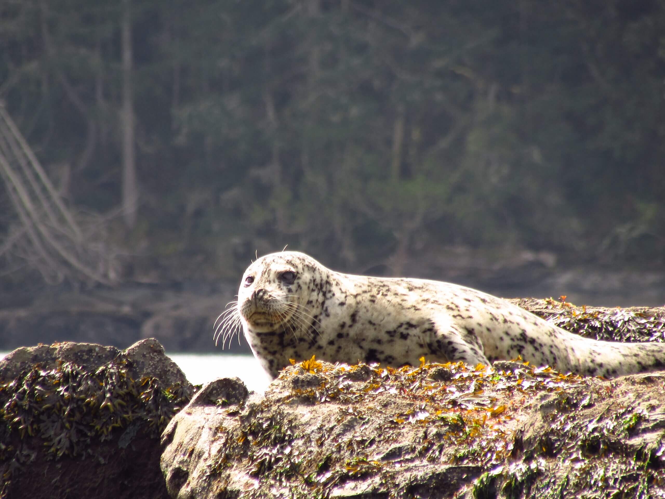 Paddling the Trans Canada Trail: Salish Sea Marine Trail