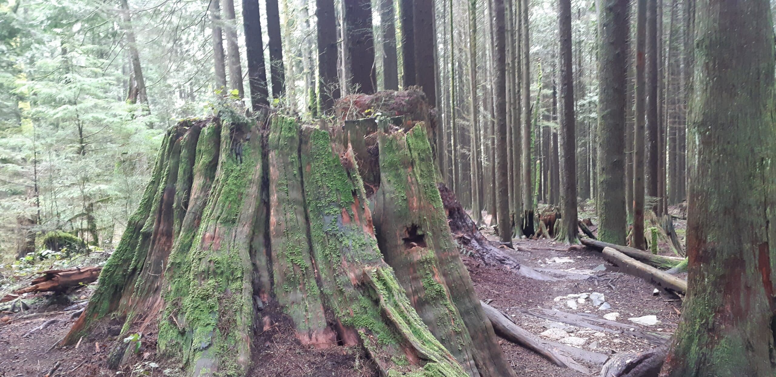 NE Coquitlam Cycling and Walking Excursions