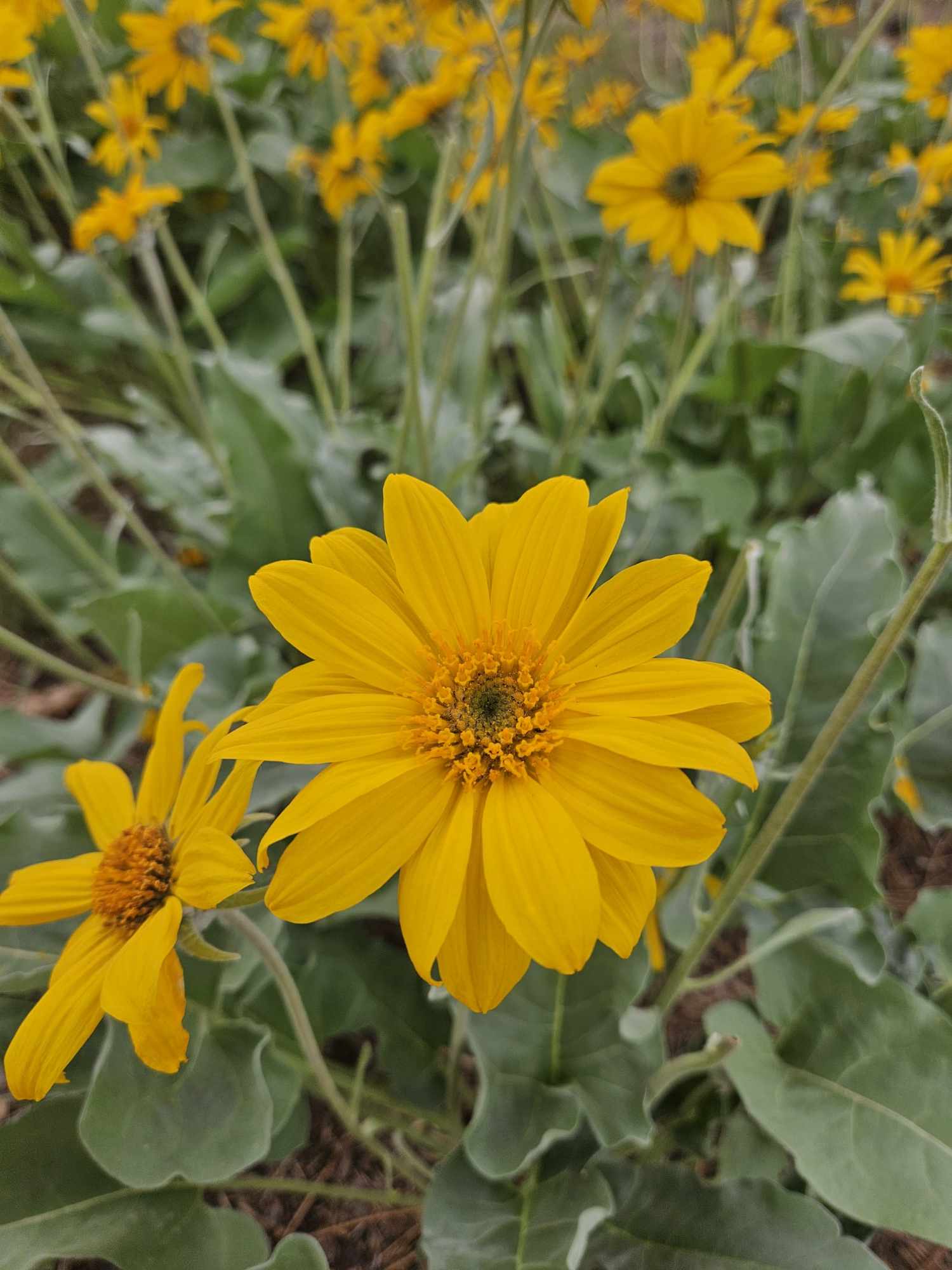 smúkʼʷaʔxn - Okanagan word for Sunflower Or English for Balsam Flower